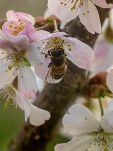 Preview wallpaper bee, insect, flowers, sakura, wildlife