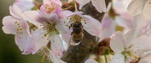 Preview wallpaper bee, insect, flowers, sakura, wildlife