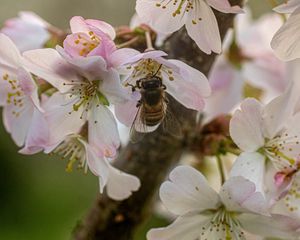 Preview wallpaper bee, insect, flowers, sakura, wildlife