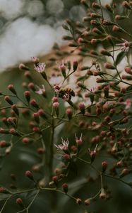 Preview wallpaper bee, insect, flowers, plant