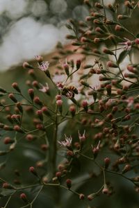 Preview wallpaper bee, insect, flowers, plant