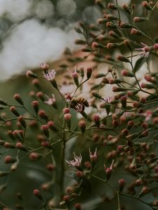 Preview wallpaper bee, insect, flowers, plant