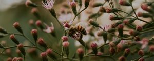 Preview wallpaper bee, insect, flowers, plant