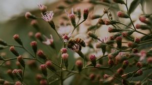 Preview wallpaper bee, insect, flowers, plant