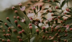 Preview wallpaper bee, insect, flowers, plant