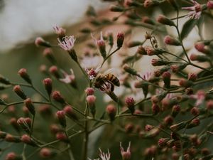Preview wallpaper bee, insect, flowers, plant