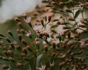 Preview wallpaper bee, insect, flowers, plant