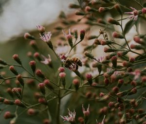 Preview wallpaper bee, insect, flowers, plant