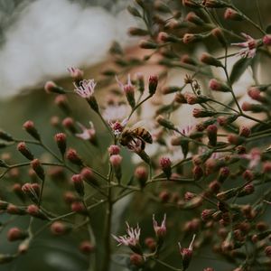 Preview wallpaper bee, insect, flowers, plant