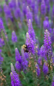 Preview wallpaper bee, insect, flowers, macro