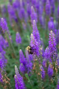 Preview wallpaper bee, insect, flowers, macro