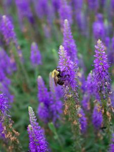Preview wallpaper bee, insect, flowers, macro