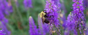 Preview wallpaper bee, insect, flowers, macro