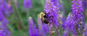 Preview wallpaper bee, insect, flowers, macro