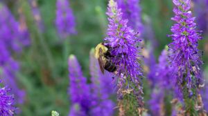 Preview wallpaper bee, insect, flowers, macro