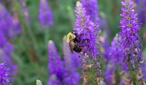 Preview wallpaper bee, insect, flowers, macro