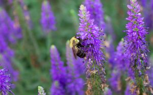 Preview wallpaper bee, insect, flowers, macro