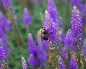 Preview wallpaper bee, insect, flowers, macro