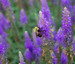 Preview wallpaper bee, insect, flowers, macro