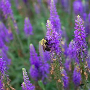 Preview wallpaper bee, insect, flowers, macro