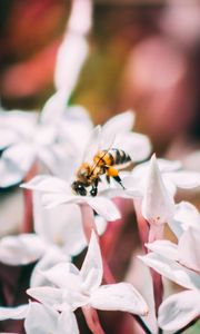 Preview wallpaper bee, insect, flowers, macro, bloom