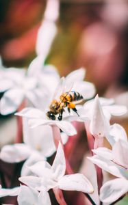 Preview wallpaper bee, insect, flowers, macro, bloom