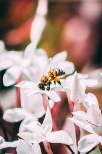 Preview wallpaper bee, insect, flowers, macro, bloom