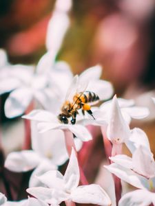 Preview wallpaper bee, insect, flowers, macro, bloom