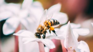 Preview wallpaper bee, insect, flowers, macro, bloom