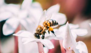 Preview wallpaper bee, insect, flowers, macro, bloom