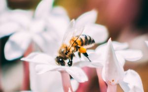 Preview wallpaper bee, insect, flowers, macro, bloom