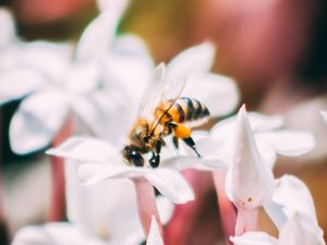 Preview wallpaper bee, insect, flowers, macro, bloom