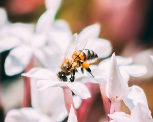 Preview wallpaper bee, insect, flowers, macro, bloom