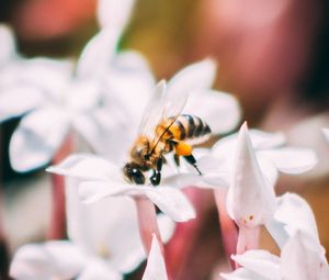 Preview wallpaper bee, insect, flowers, macro, bloom