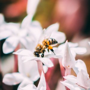 Preview wallpaper bee, insect, flowers, macro, bloom