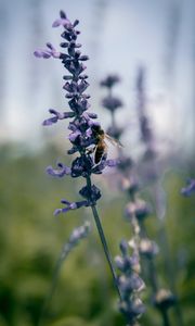 Preview wallpaper bee, insect, flowers, plant, macro