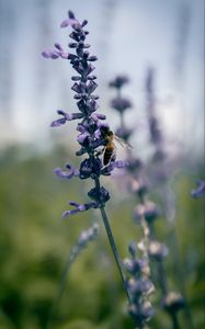 Preview wallpaper bee, insect, flowers, plant, macro