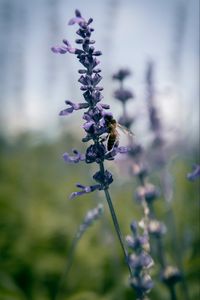 Preview wallpaper bee, insect, flowers, plant, macro