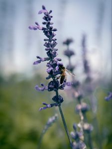 Preview wallpaper bee, insect, flowers, plant, macro