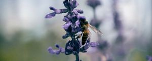 Preview wallpaper bee, insect, flowers, plant, macro