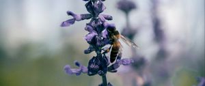 Preview wallpaper bee, insect, flowers, plant, macro