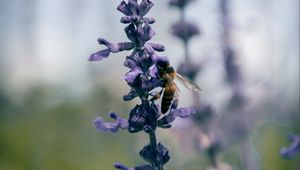 Preview wallpaper bee, insect, flowers, plant, macro