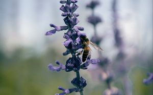 Preview wallpaper bee, insect, flowers, plant, macro