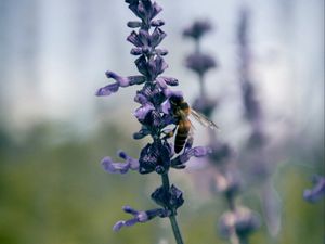 Preview wallpaper bee, insect, flowers, plant, macro