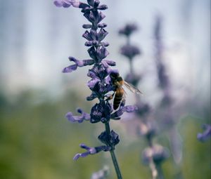 Preview wallpaper bee, insect, flowers, plant, macro