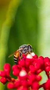 Preview wallpaper bee, insect, flowers, macro, bright