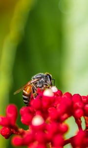 Preview wallpaper bee, insect, flowers, macro, bright