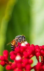 Preview wallpaper bee, insect, flowers, macro, bright