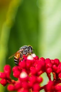 Preview wallpaper bee, insect, flowers, macro, bright