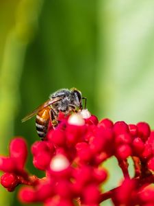 Preview wallpaper bee, insect, flowers, macro, bright